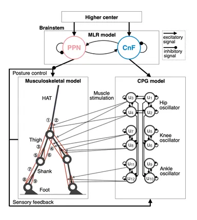神経筋骨格モデル