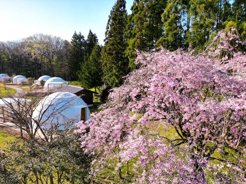 「W(ダブル)お花見」が叶うプレミアムなシーズン