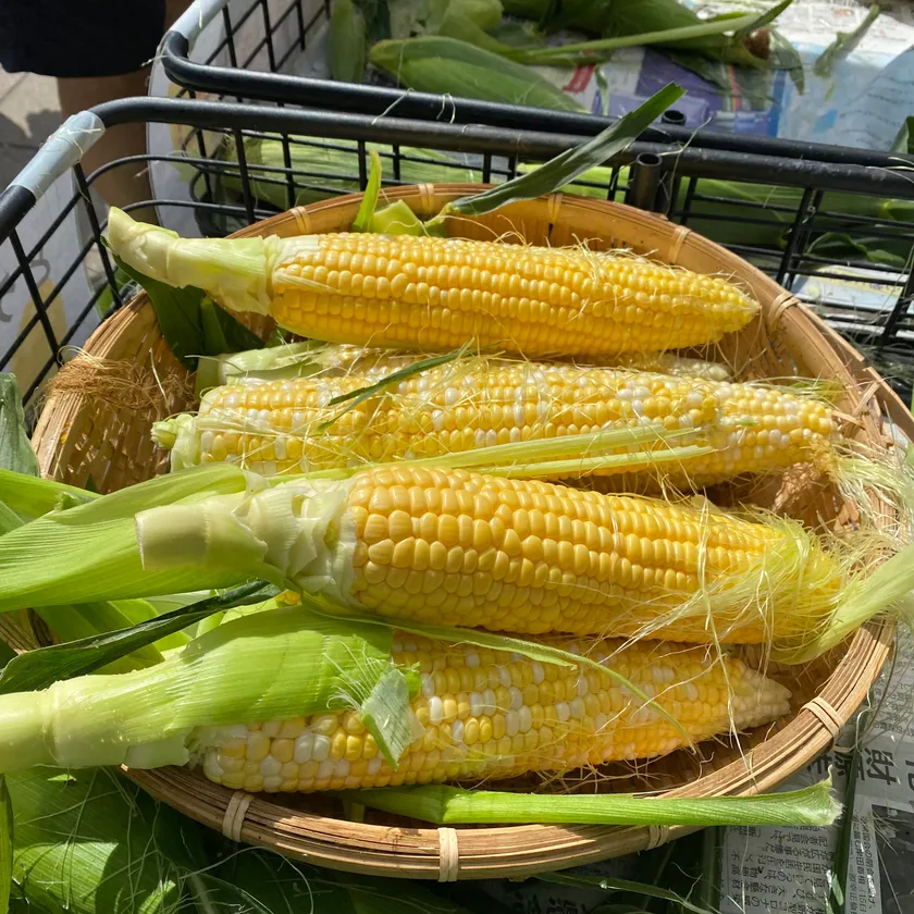 とうもろこし早むき大会(6/14(日)〜計2回)