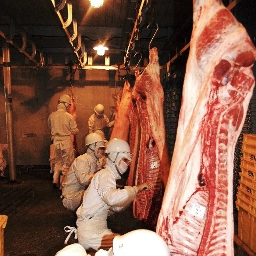 【肉を2度殺さない技術】自ら一頭を捌き切る。素材のポテンシャルを極限まで引き出す、精緻な解体技術。竹岸食肉専門学校での枝肉解体。