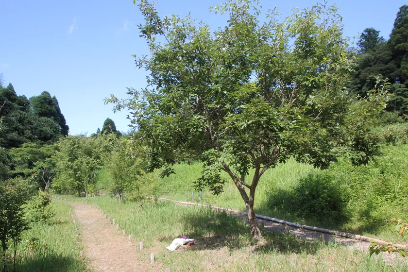 個別墓のコナラの木