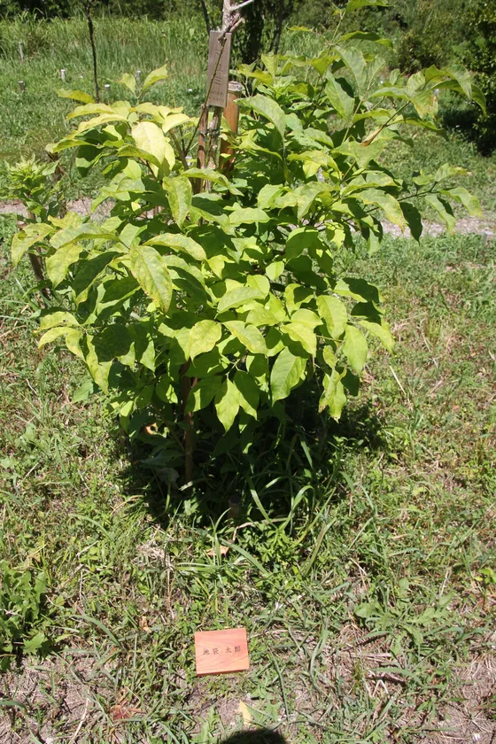 個別墓イメージ