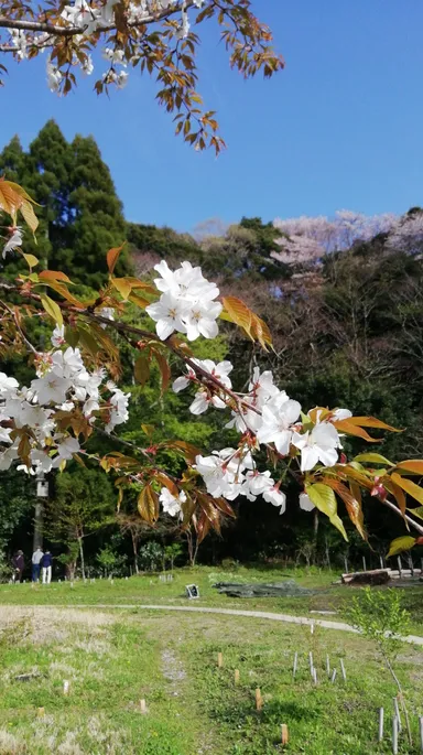 個別墓のヤマザクラの木