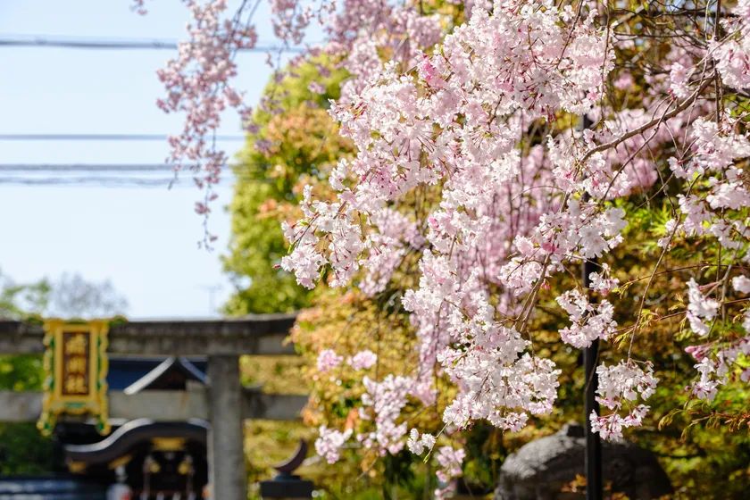 晴明神社と桜