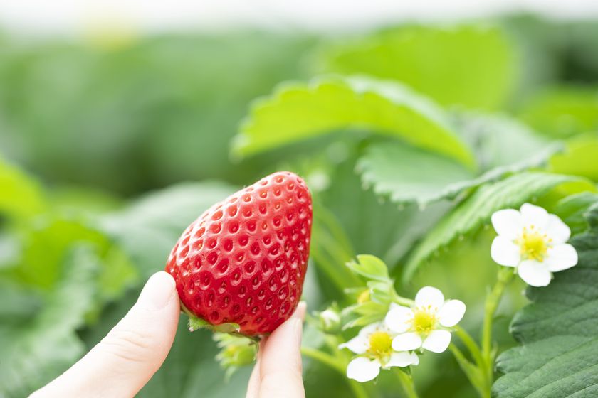 ＜いちご専門店の道の駅 いちごBonBonBERRY＞
いちご狩り気分で気軽にお席で楽しめる！
「静岡いちごの食べ放題」を3月1日(日)から1か月開催！