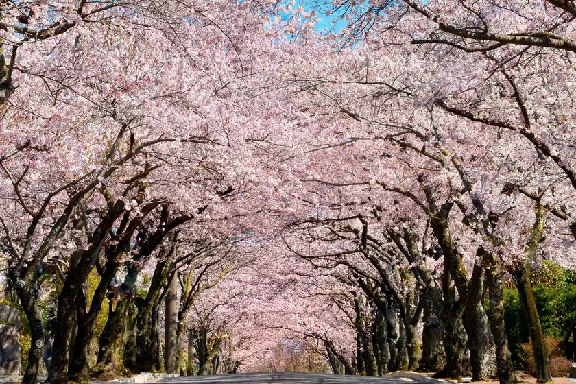 伊豆高原桜並木