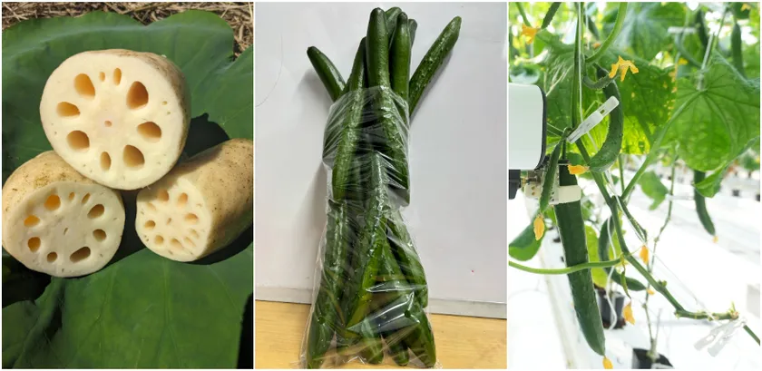 茨城県産のれんこん・きゅうり詰め放題