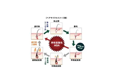ヘアサイクルイラスト