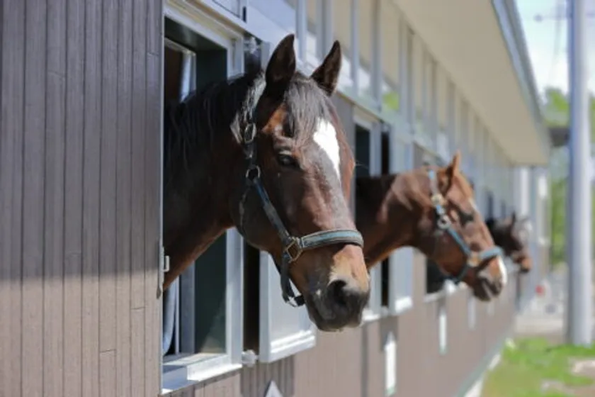 にいかっぷホロシリ乗馬クラブ」にて、可愛らしい馬たちに人参をあげる「馬ににんじんほっこり体験」