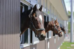 にいかっぷホロシリ乗馬クラブ」にて、可愛らしい馬たちに人参をあげる「馬ににんじんほっこり体験」