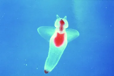 「流氷の天使」クリオネ