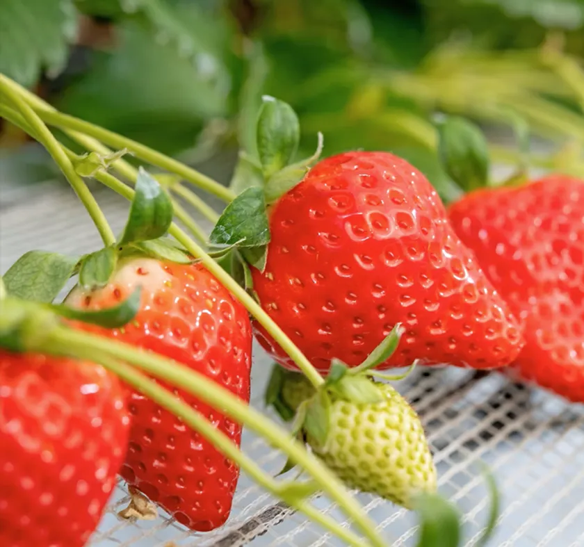 チーバベリー ※画像はイメージです