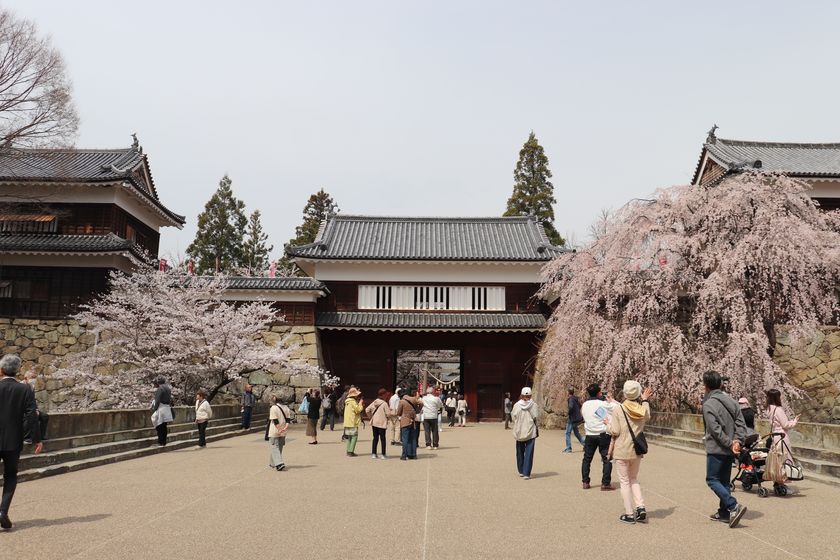 春爛漫！約1,000本の桜が咲き誇る　
第23回上田城千本桜まつり　
4月4日(土)～12日(日)に開催！！