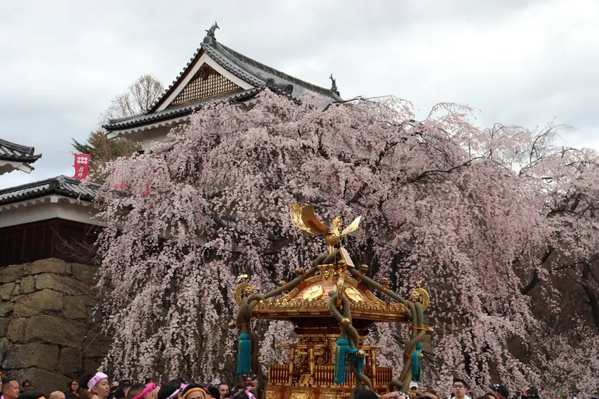 桜と神輿
