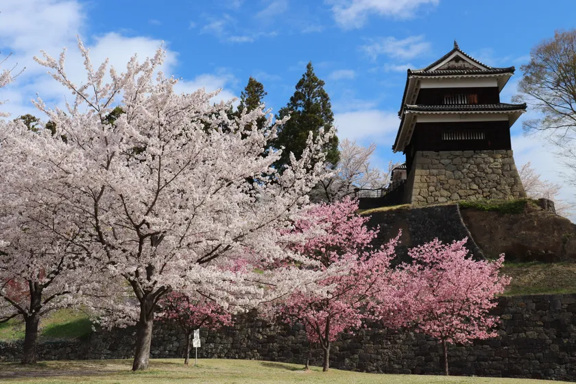 上田城と桜
