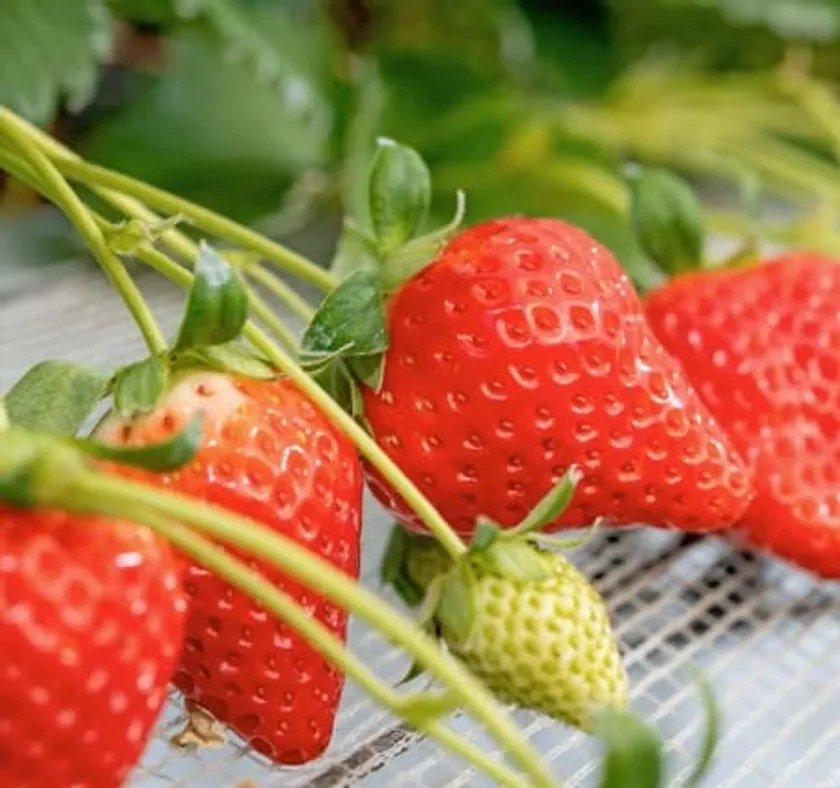 「チーバベリー」※写真はイメージです