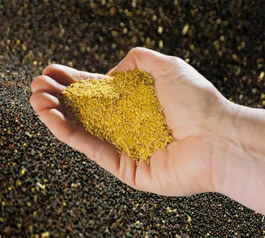 厳選された菜種を使用2