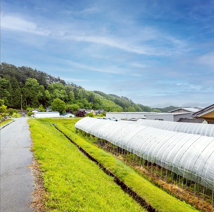 原料の和漢を栽培している畑の画像