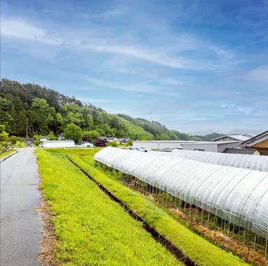 原料の和漢を栽培している畑の画像