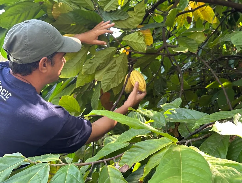 自然豊かな環境で育つ東ティモール産カカオ