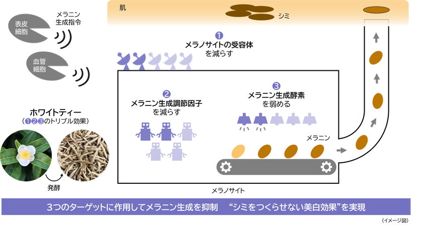 メラニン生成の初期段階に着目し、
シミをつくらせない美白効果を実現