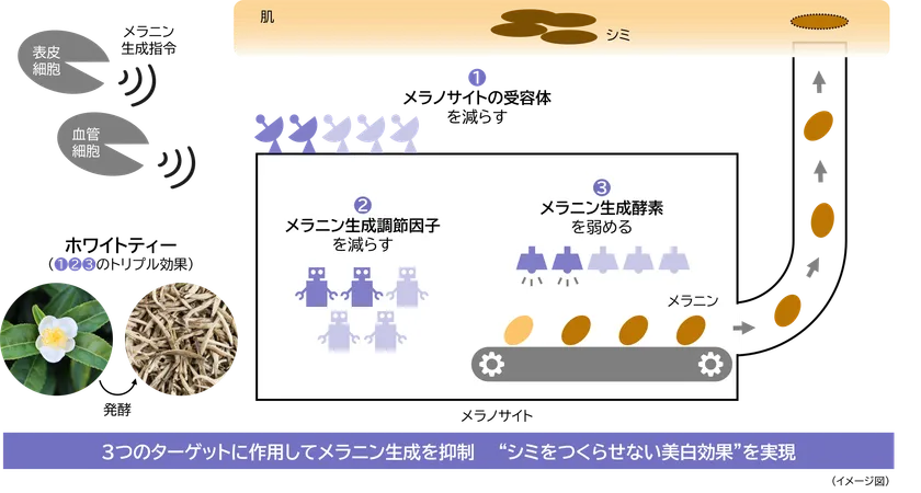 研究成果の概要