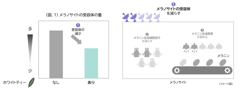 (図.1)メラノサイトの受容体の量