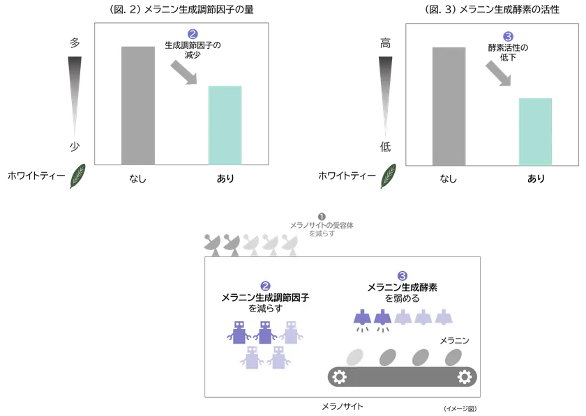 (図.2)メラニン生成調節因子の量/(図.3)メラニン生成酵素の活性