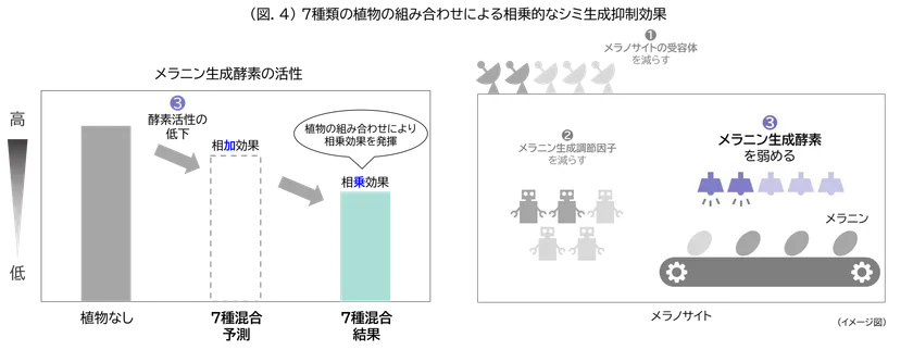 (図.4)7種類の植物の組み合わせによる相乗的なシミ生成抑制効果