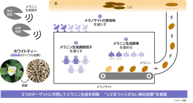 研究成果の概要