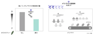 (図.1)メラノサイトの受容体の量