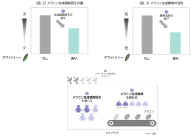 (図.2)メラニン生成調節因子の量／(図.3)メラニン生成酵素の活性