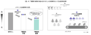 (図.4)7種類の植物の組み合わせによる相乗的なシミ生成抑制効果