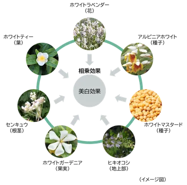 7種類の植物の組み合わせ