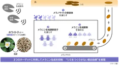 研究成果の概要