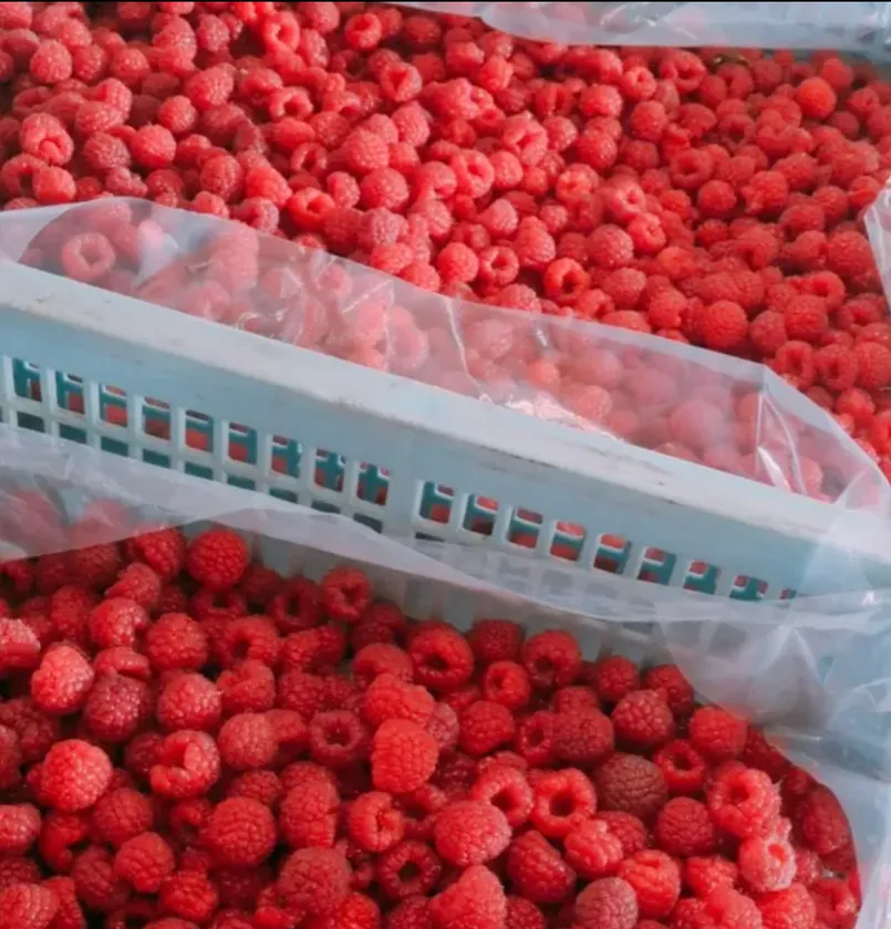 ときいろベリーファームで収穫されたラズベリー