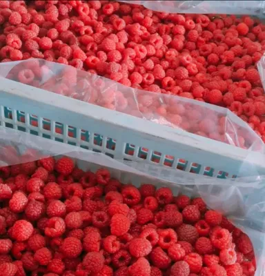 ときいろベリーファームで収穫されたラズベリー