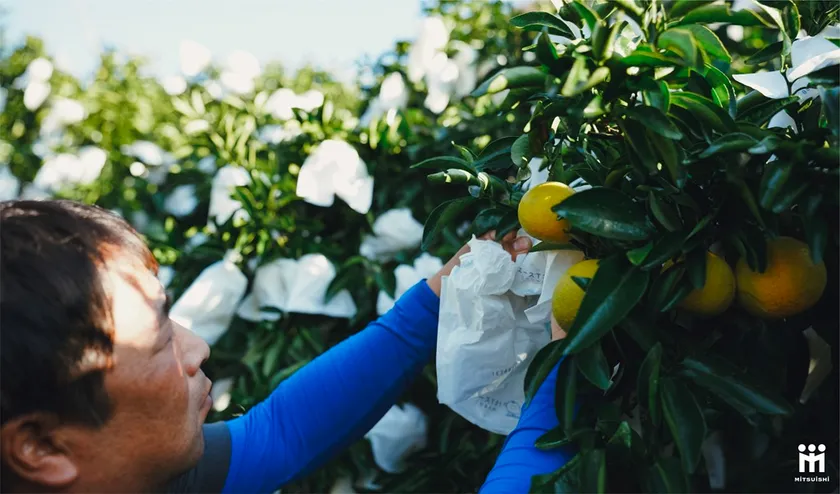 日向夏の袋掛け作業