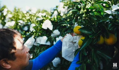 日向夏の袋掛け作業