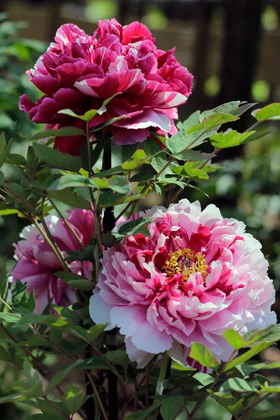 ぼたん・しゃくやくまつり