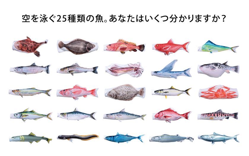 創業79年の鯉のぼりメーカーが空間演出へ
立体ディスプレイ「のぼり水族館」に新たに20種類を追加