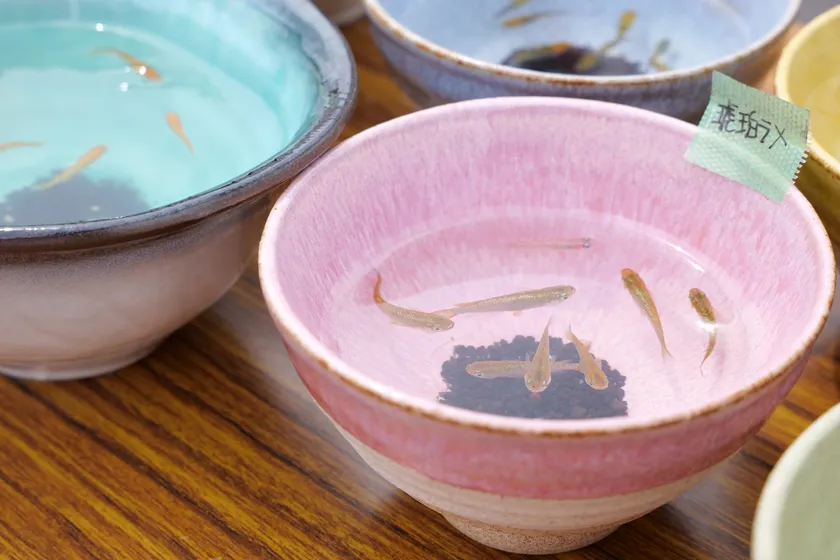 陶器とメダカのコラボ