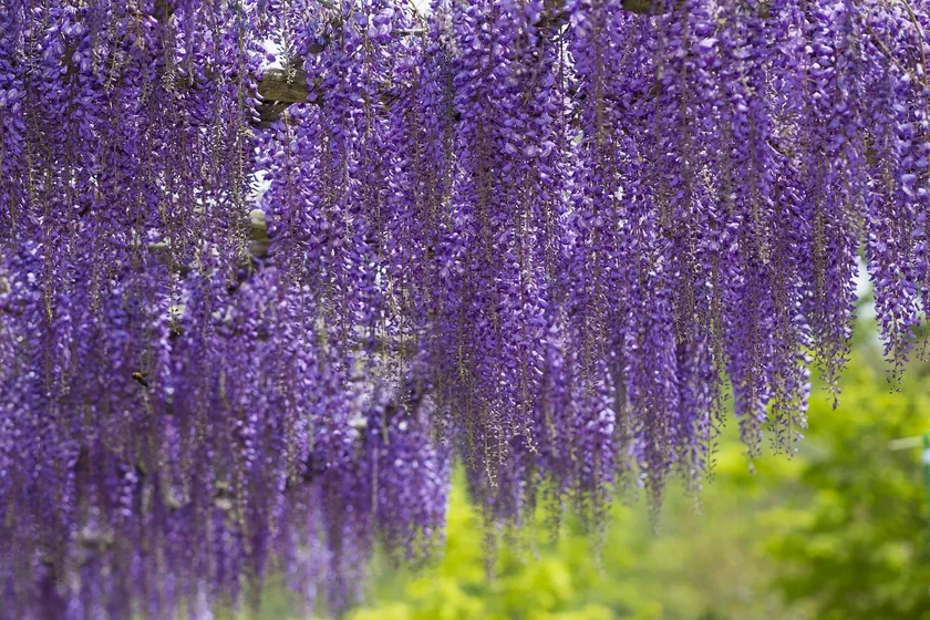 ふじの回廊(ふじまつり)