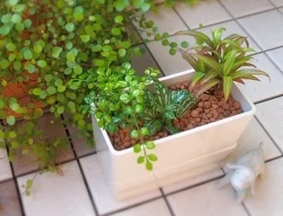 観葉植物(アレンジ例)