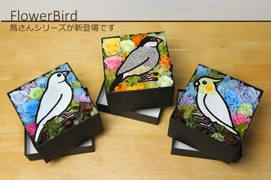 鳥シリーズ (白文鳥・ノーマル文鳥・オカメインコ)
