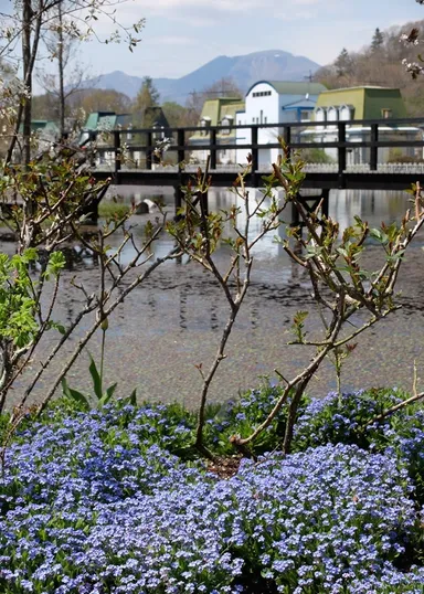 春 ワスレナグサ