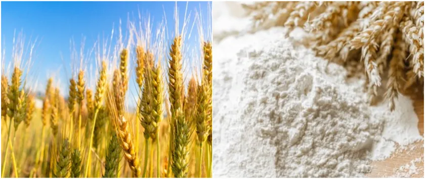 北海道小麦「キタノカオリ」を使用(画像はイメージです)