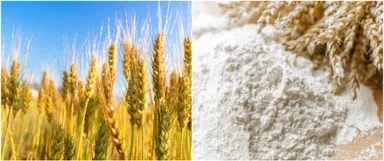 北海道小麦「キタノカオリ」を使用(画像はイメージです)