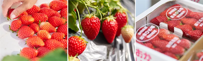 3月に最盛期を迎える牧之原のいちご