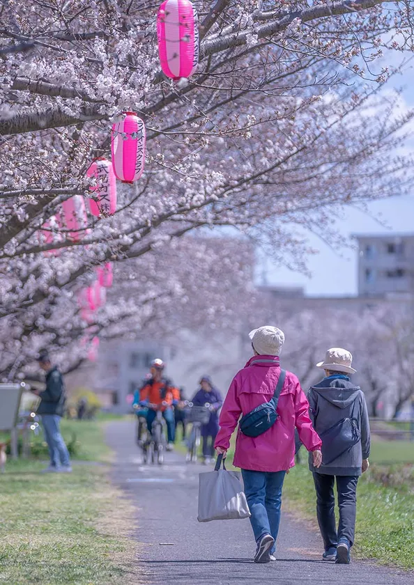 堤防沿いの桜並木